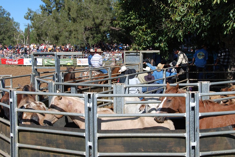 23- Les chevaux attendent leur tour pour le rodeo.JPG